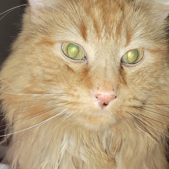 Meet your Posher, Bridget - Picture 2 of 2